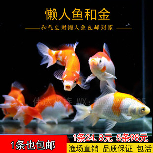 合金懒人鱼冷水淡水活体观赏鱼精品金鱼双尾巴易养耐活锦鲤包邮