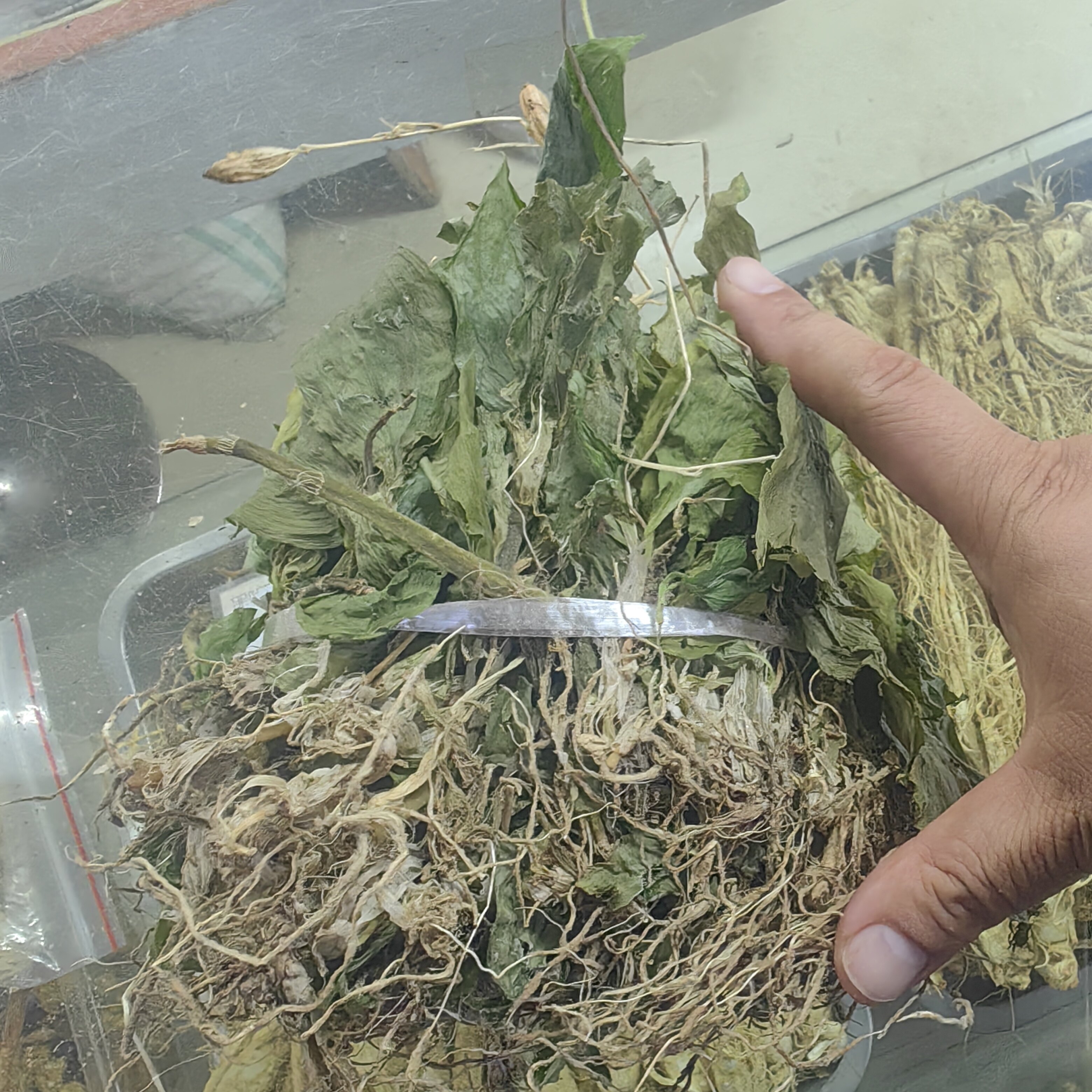 贵州野生见血清草药中药材天然500g中草药新鲜干货整颗见血清