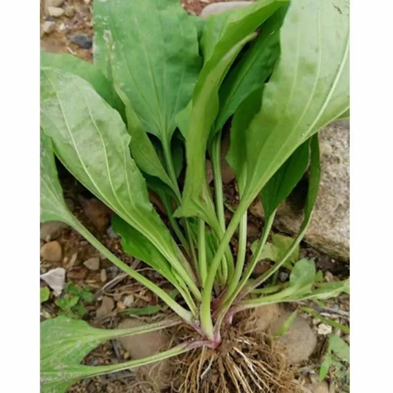 哀牢山车前草整颗现挖带根纯天然新鲜泡茶可食用