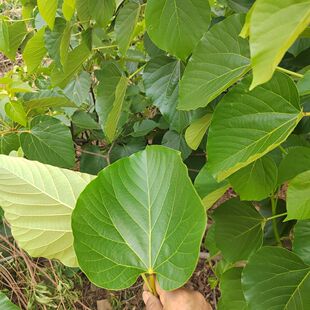 现摘新鲜大粑油桐子叶树叶食用叶现纯天然叶子现采现发
