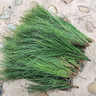 马尾松针 哀牢深山现采松针新鲜松枝叶松针酵素马尾松山松针 针叶