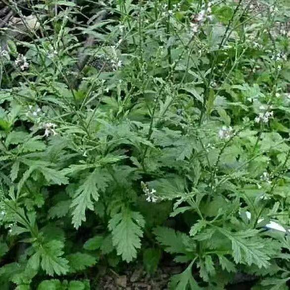 云南野生马鞭草中药材新鲜马鞭草纯天然无添加
