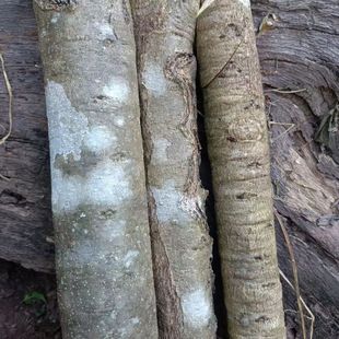 云南绿春橄榄树枝可以凉拌吃橄榄树枝,可以凉拌大棵水培橄榄树枝