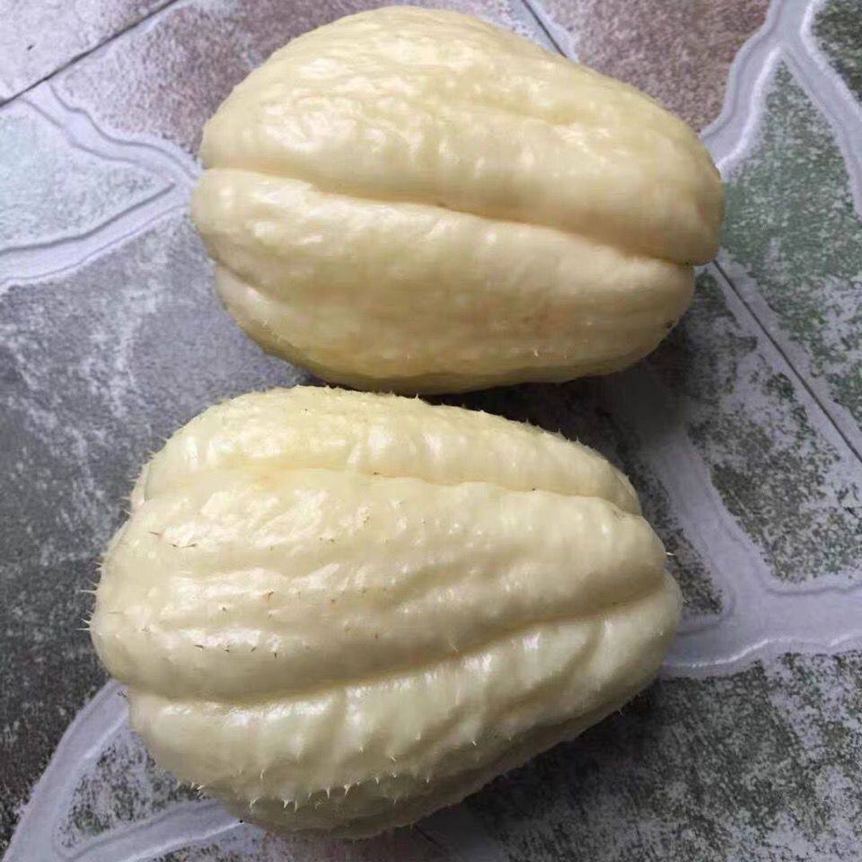哀牢山新鲜白玉佛手瓜绿佛手瓜农家自种蔬菜瓜洋瓜佛手瓜食用