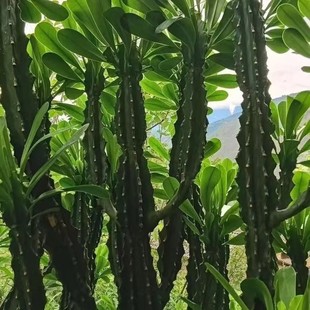 云南霸王鞭大叶镇宅招财龙骨药用扦插苗无根金刚钻多头室内