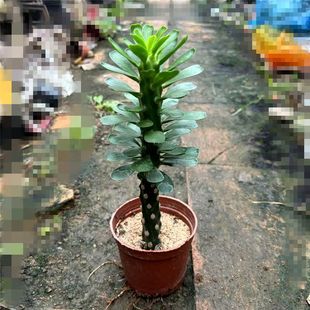 网红麒麟霸王鞭盆栽室内招财阳台柱形植物绿植客厅好养独杆发货