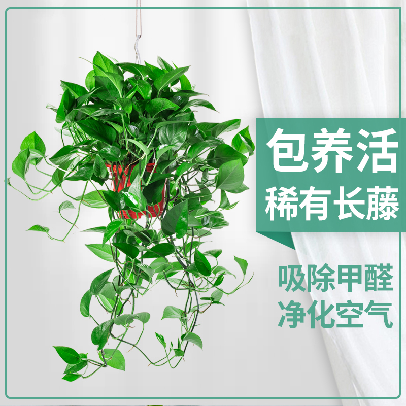 绿萝长藤盆栽植物室内吸甲醛客厅大叶稀有除甲醛绿箩绿植阳台水培