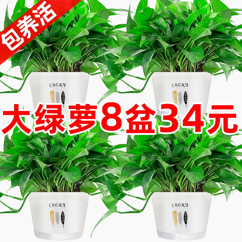 绿萝盆栽室内吸除甲醛净化空气长藤垂吊兰大绿箩植物水培花卉绿植