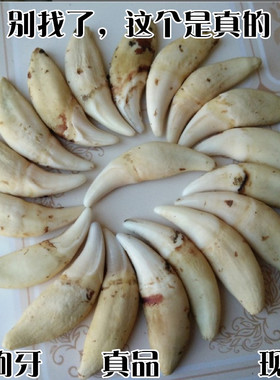 黑狗牙单双孔儿童手脚链男女儿童手工diy配件材料漂白消毒犬大牙