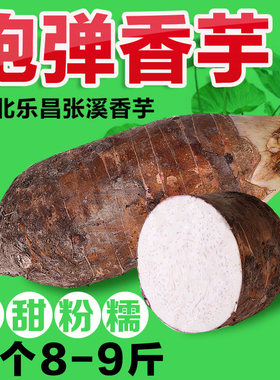 正宗韶关乐昌张溪香芋 农家新鲜绿色蔬菜炮弹芋 槟榔芋特大8-9斤