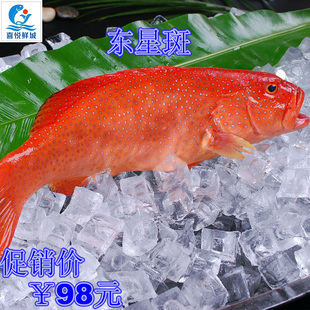 湛江新鲜鲜活东星斑石斑鱼燕尾斑瓜子斑深海海鱼冰鲜海鲜食材