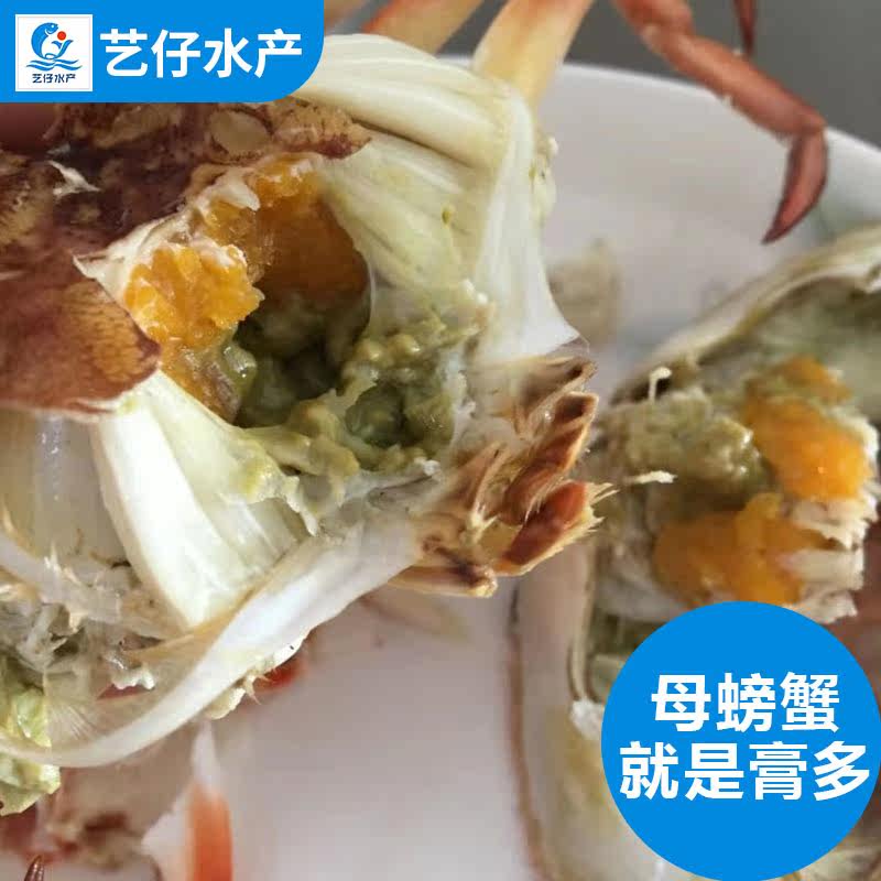 天然兰花蟹鲜活大母蟹特大号螃蟹新鲜海蟹广东省湛江海鲜水产海捕