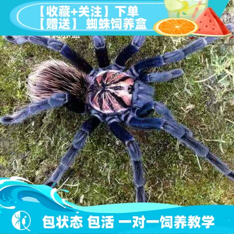 【祁one】哥伦比亚梦幻蓝镭射 大型南美宠物蜘蛛捕鸟蛛活体蓝色