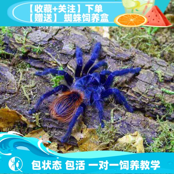 【祁one】巴西大蓝蛛经典蓝色捕鸟蛛温顺可爱宠物蜘蛛活体地栖