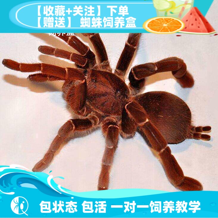 皇帝巴布捕鸟蛛大型粗壮穴居凶猛