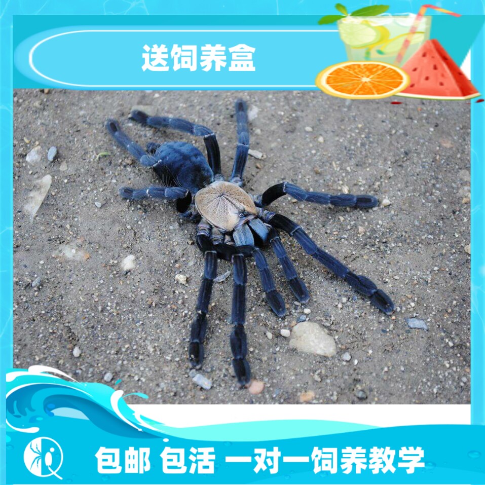 【祁one】印尼金背地老虎大幼体包邮凶猛漂亮适合收藏宠物蜘蛛