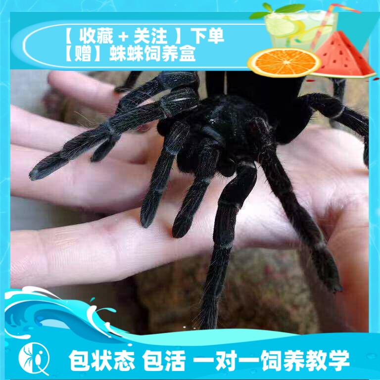 【祁one】玻利维亚钢铁蓝 黑色大型宠物蜘蛛捕鸟蛛高端成体20cm+