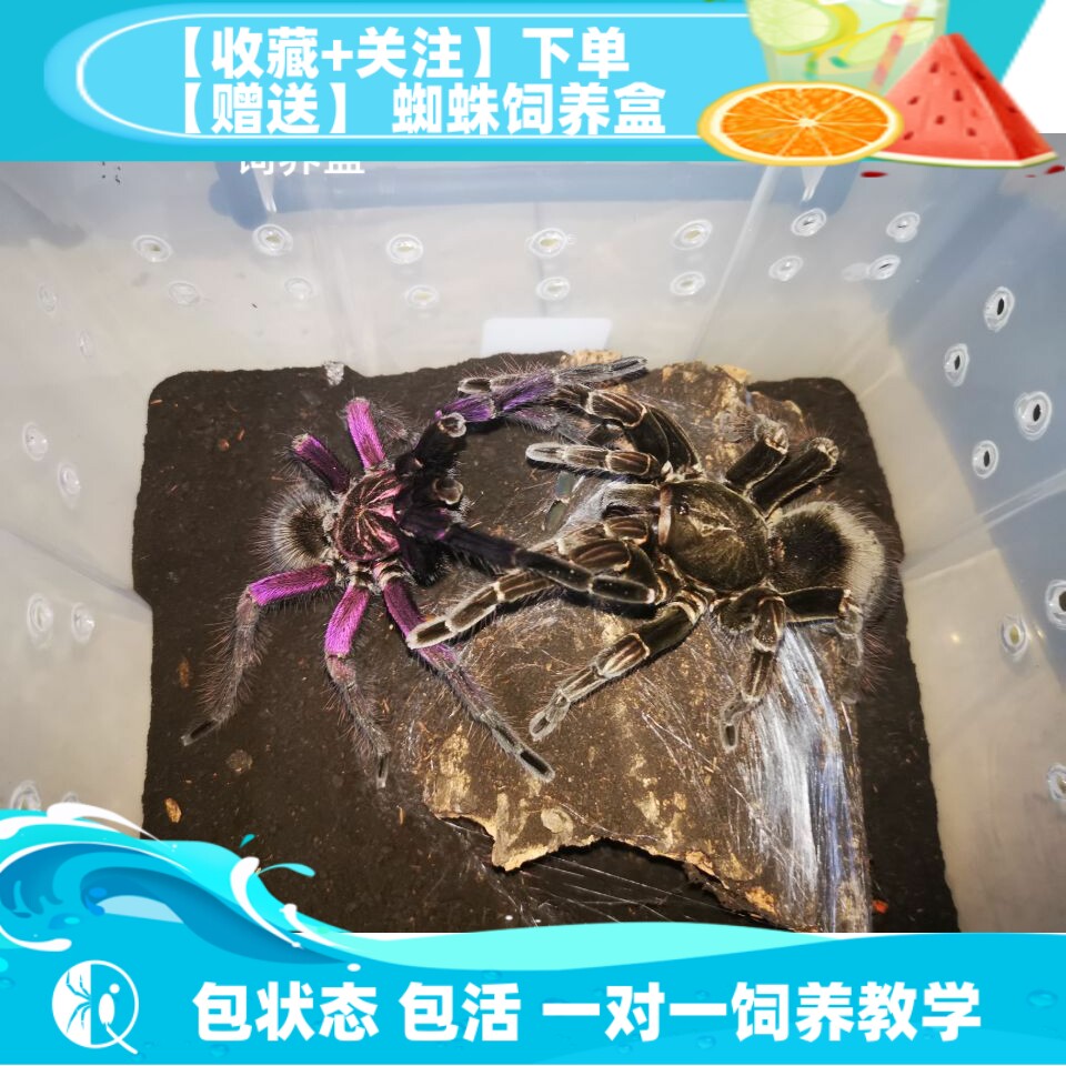 【祁one】马查拉钢铁蓝 pam属大型南美入门宠物蜘蛛捕鸟蛛活体