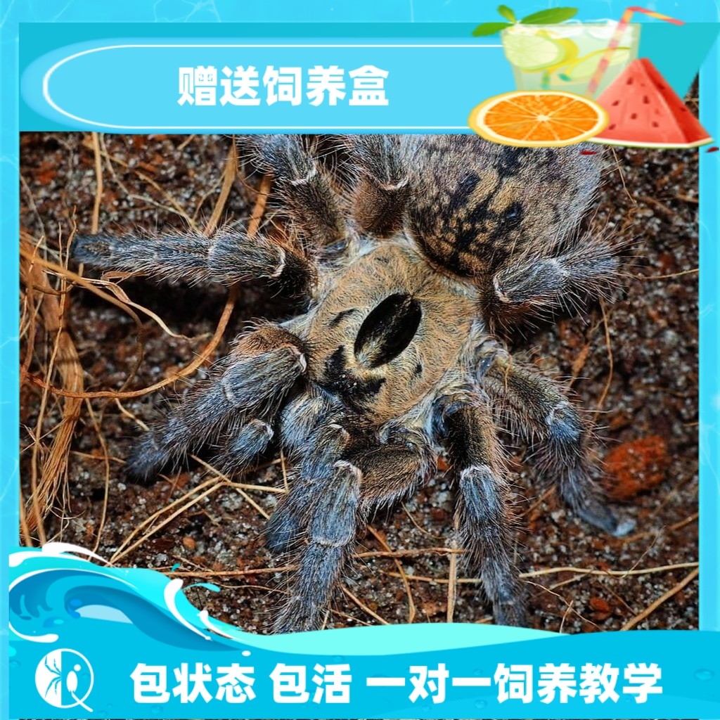 纯种巨人角巴布wf个体高端捕鸟蛛