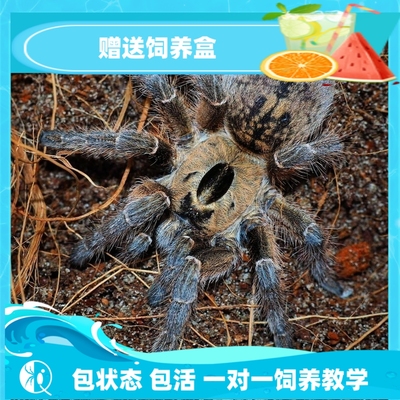 纯种巨人角巴布wf个体高端捕鸟蛛