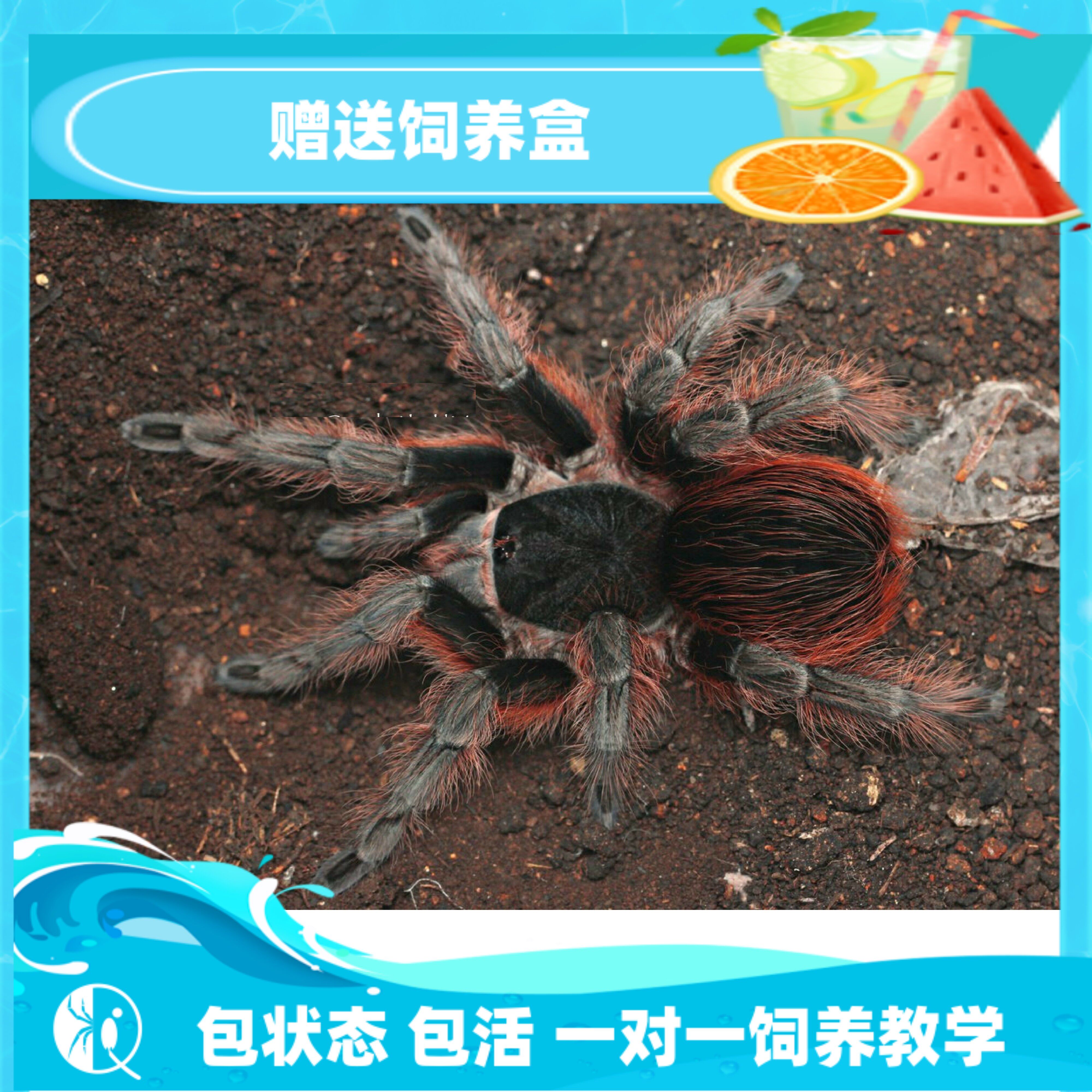 玻利维亚红尾苗子宠物活体捕鸟蛛