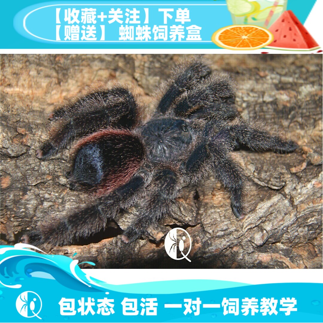 【祁one】秘鲁紫粉趾苗子母幼体温顺大型紫红色粉趾宠物活体蜘蛛