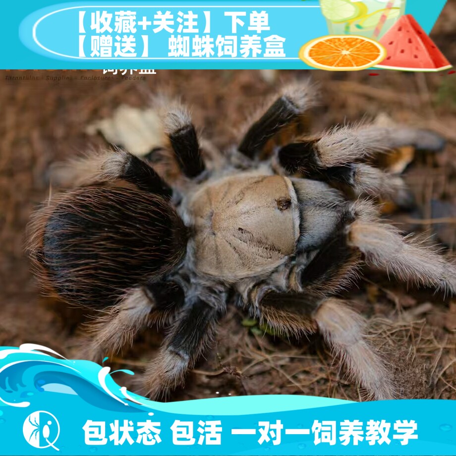 【祁one】米却肯金背密切肯Aph.sp.michoacan稀有高端Aph金背蜘蛛