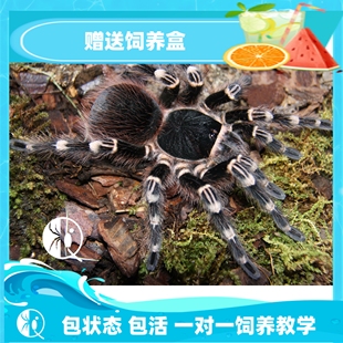 黑白配色蜘蛛活体宠物 巴西白膝头白七成体20cm大型经典 祁one
