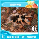 温顺好养新手入门推荐 包邮 宠物蜘蛛 aph属墨西哥血脚 祁one