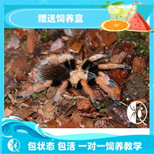 温顺好养新手入门推荐 包邮 宠物蜘蛛 aph属墨西哥血脚 祁one