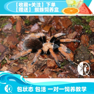 血脚宠物蜘蛛aph包邮温顺捕鸟蛛