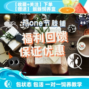 蜘蛛捕鸟蛛宠物蜘蛛金直间血脚帕帕所罗门爬宠优惠组合 祁one