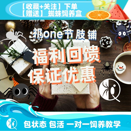 宠物蜘蛛捕鸟蛛特价优惠