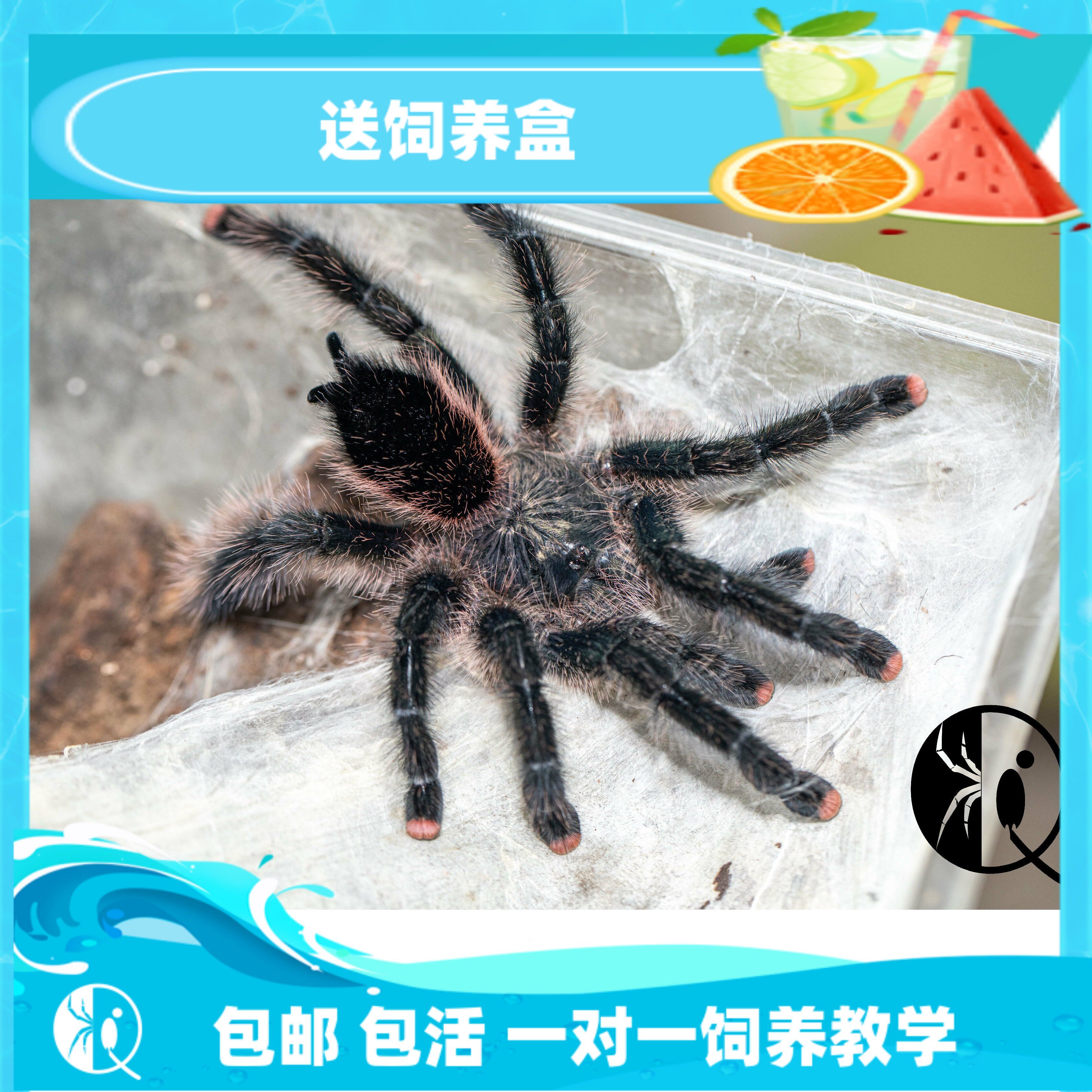 【祁one】乌卡利亚 乌卡亚丽粉趾 星空炫彩 可爱温顺蜘蛛粉趾品种