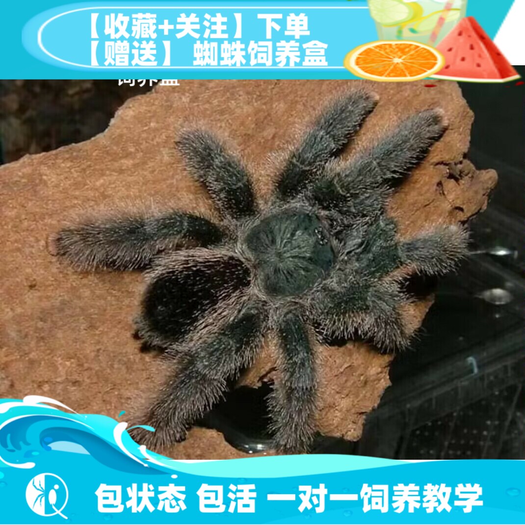 巨人圭亚那大型粉趾宠物捕鸟蛛