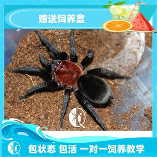 巴西血背黑丝绒1厘米苗子蜘蛛活体血红背夹收藏品种 祁one