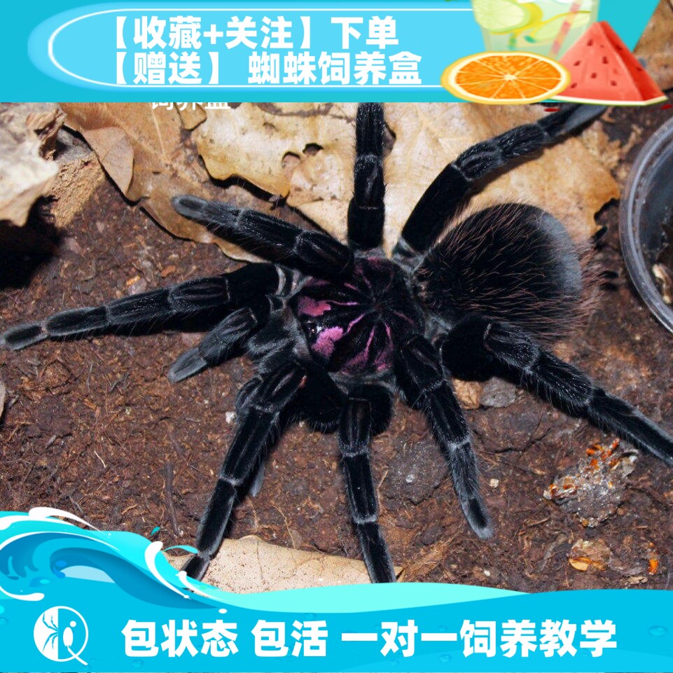 亚马逊镭射亚镭高端镭射大型蜘蛛