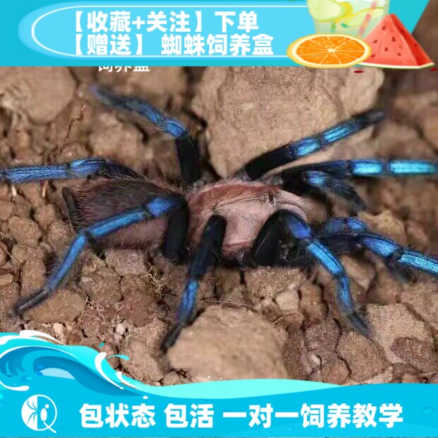 【祁one】婆罗洲蓝宝石蓝色妖姬高端宠物蜘蛛捕鸟蛛活体收藏