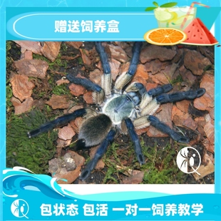 【祁one】梦幻蓝巴布科所特拉蓝巴布苗子可群养的捕鸟蛛品种