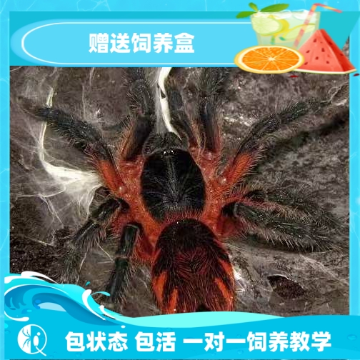【祁one】巴拿马红斑结尾稀有收藏宠物蜘蛛捕鸟蛛侏儒品种活体
