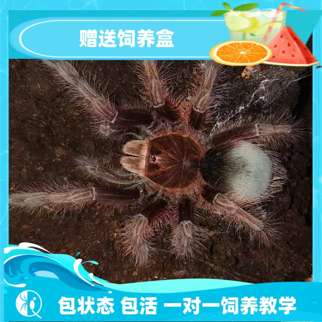 【祁one】(TA)委内瑞拉巨人粉红脚捕鸟蛛宠物蜘蛛巨型高端品种大T