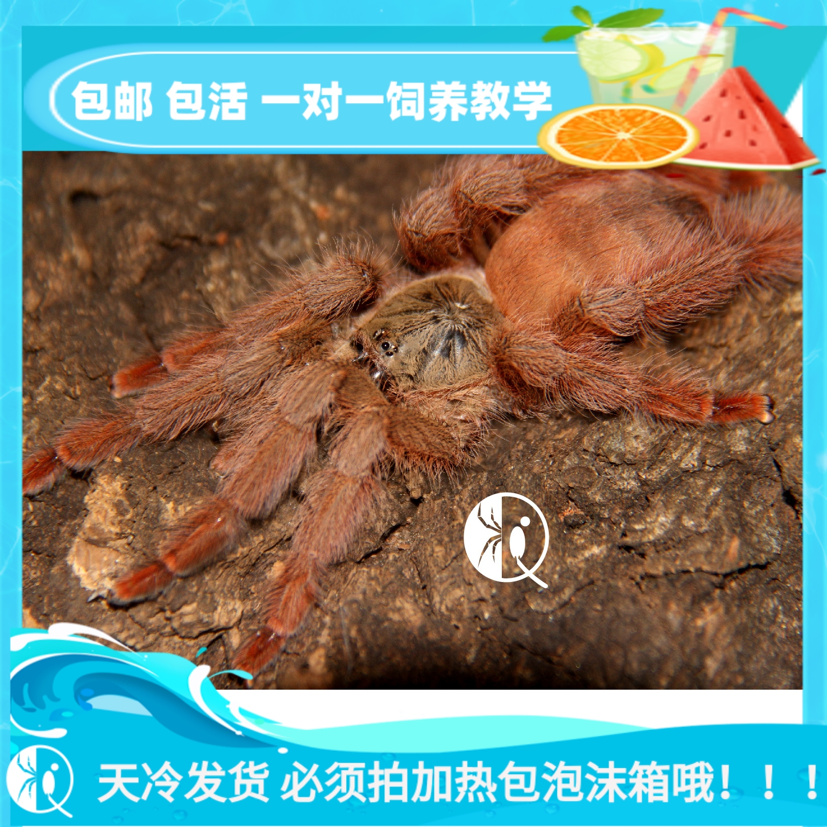 【祁one】圭亚那红树食鸟蛛3厘米经典红树树栖捕鸟蛛活体宠物蜘蛛