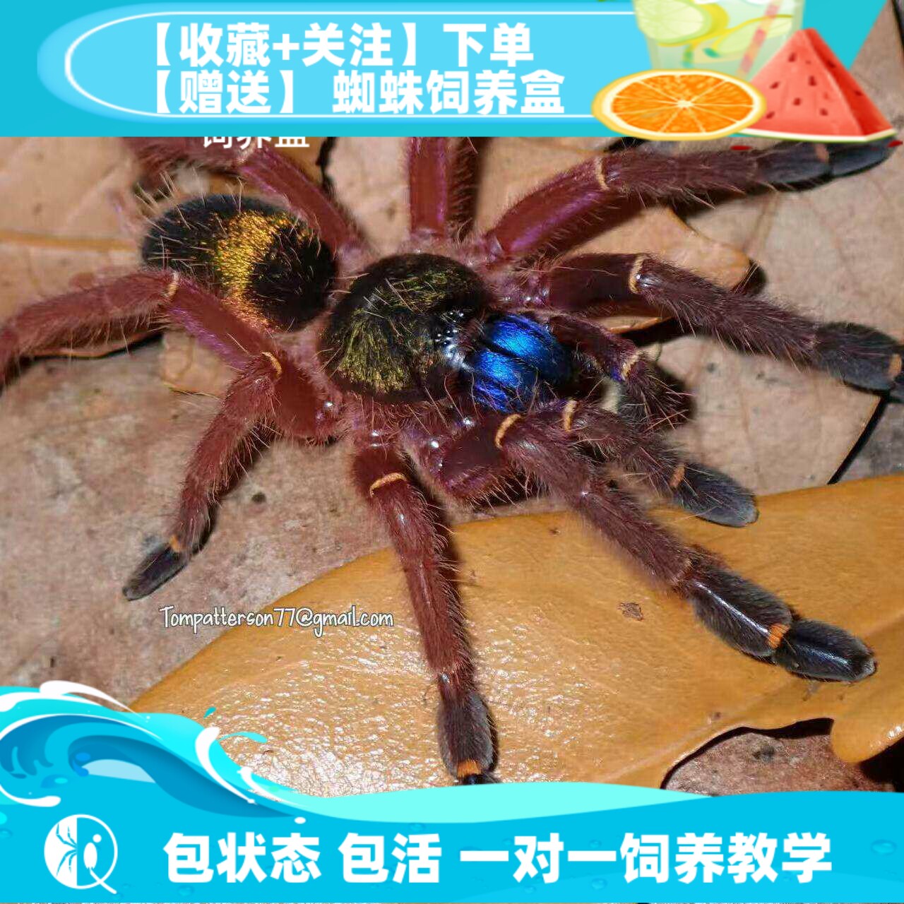 【祁one】法属圭亚那蓝牙宠物活体蜘蛛捕鸟蛛稀有网红爬宠收藏