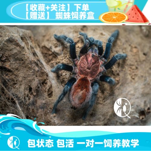 帕帕蓝腿新手好养宠物捕鸟蛛