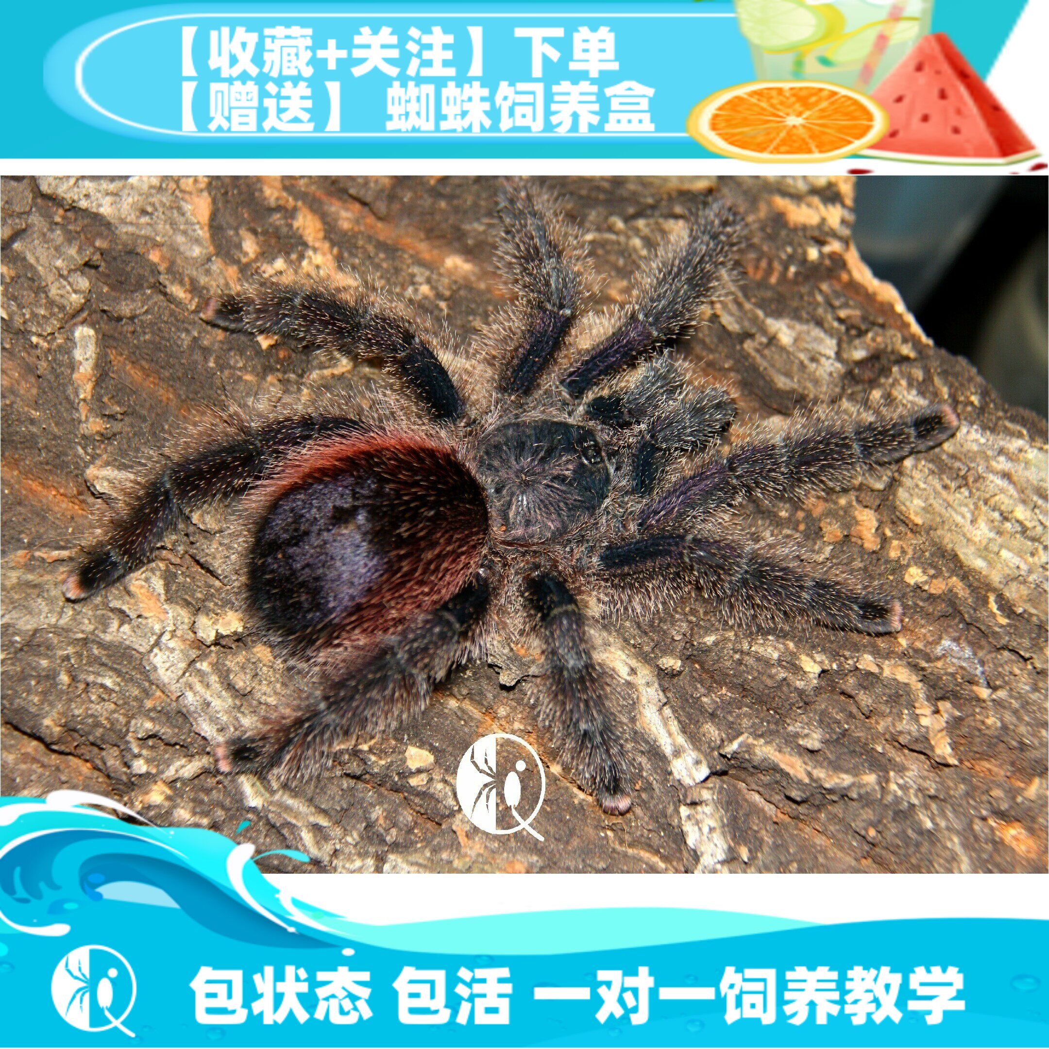 【祁one】亚马逊紫粉趾苗子大型温顺粉趾成体可达18cm宠物蜘蛛