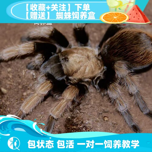 金背aph包邮长寿命温顺宠物蜘蛛