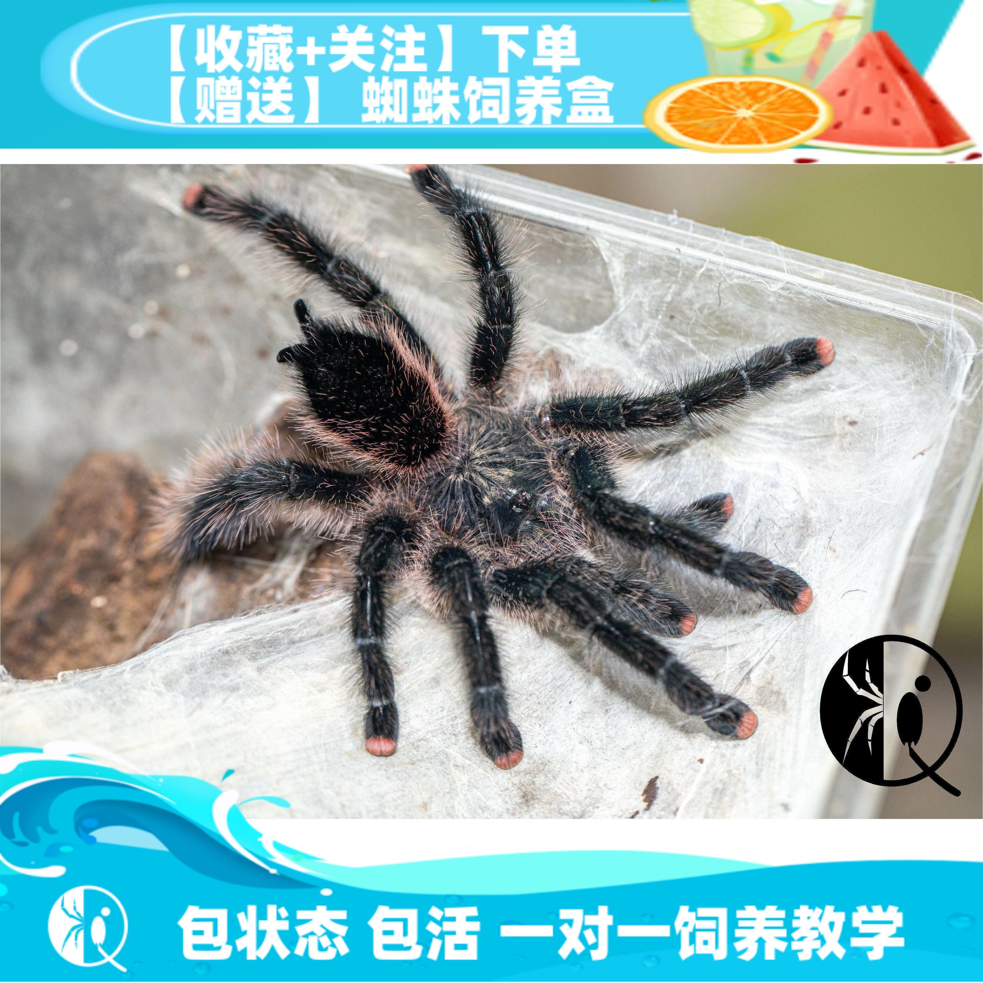 【祁one】乌卡利亚 乌卡亚丽粉趾 星空炫彩 可爱温顺蜘蛛粉趾品种