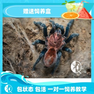 祁one 帕帕蓝腿可爱迷人新手蓝色有爱心温顺生长快宠物蜘蛛捕鸟蛛