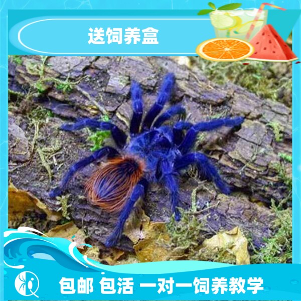 【祁one】巴西大蓝蛛经典蓝色捕鸟蛛温顺可爱宠物蜘蛛活体地栖