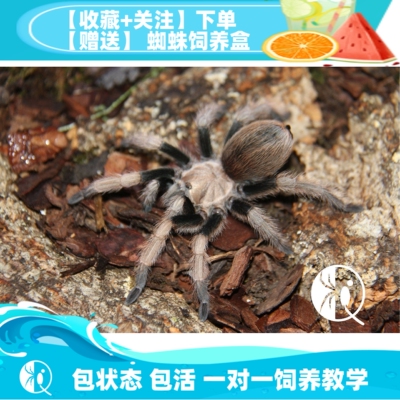 金背aph包邮长寿命温顺宠物蜘蛛